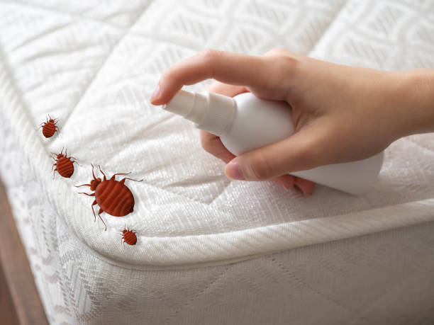 Best Local Pest Control Services  in Untain Grove, MO