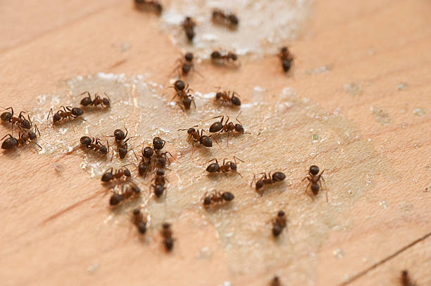 Best Ant Control Services  in Untain Grove, MO